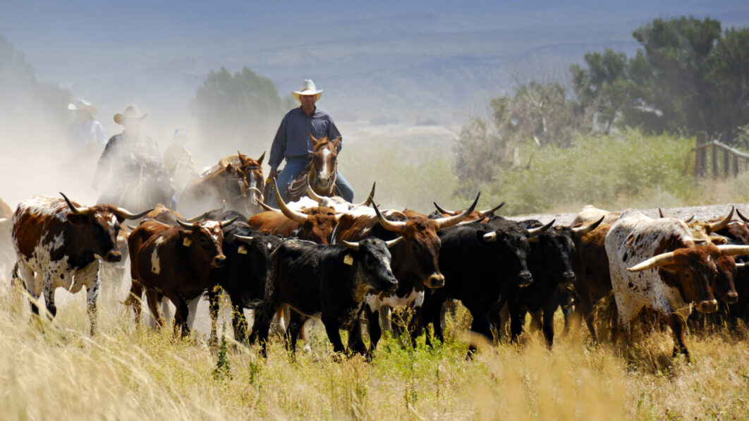 Cattle Drive